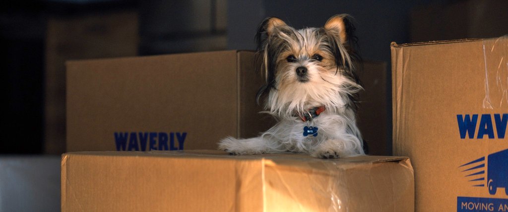 Photo from the movie A Dog's Journey