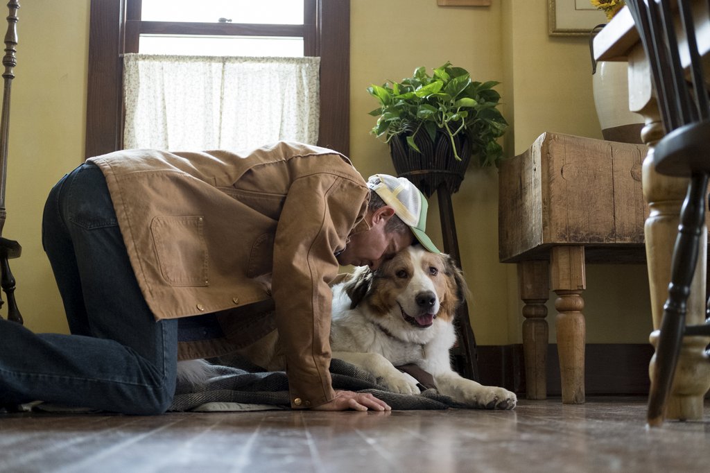 Photo from the movie A Dog's Journey