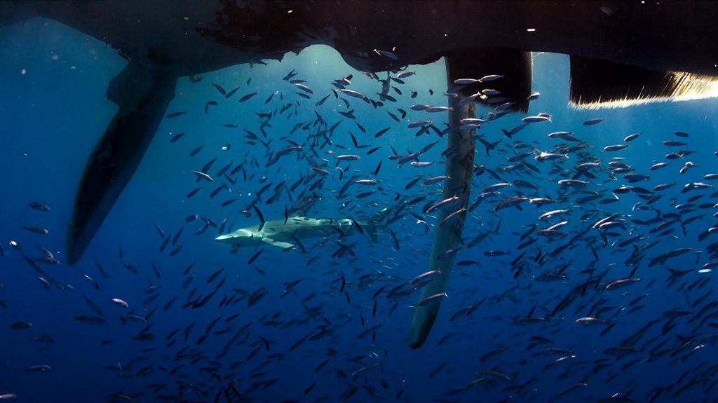 Photo from the movie Blue Planet II