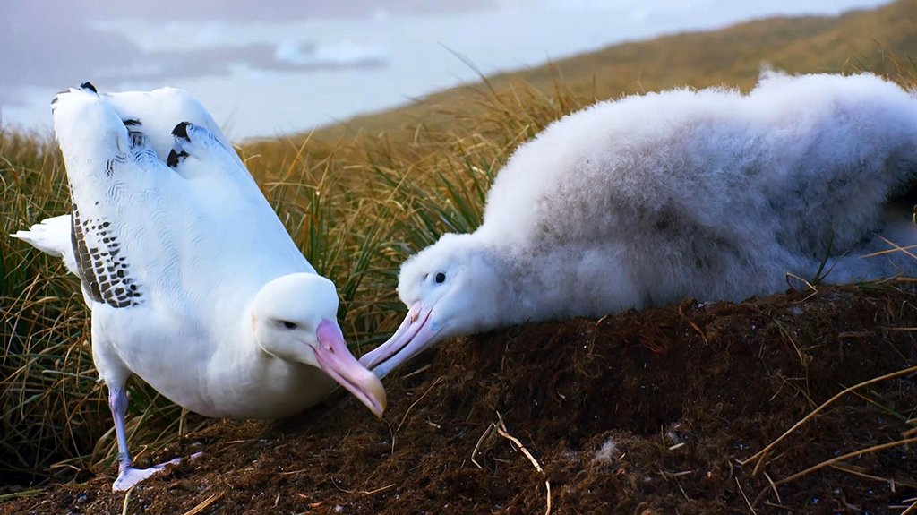 Photo from the movie Blue Planet II