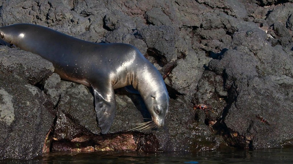 Photo from the movie Blue Planet II
