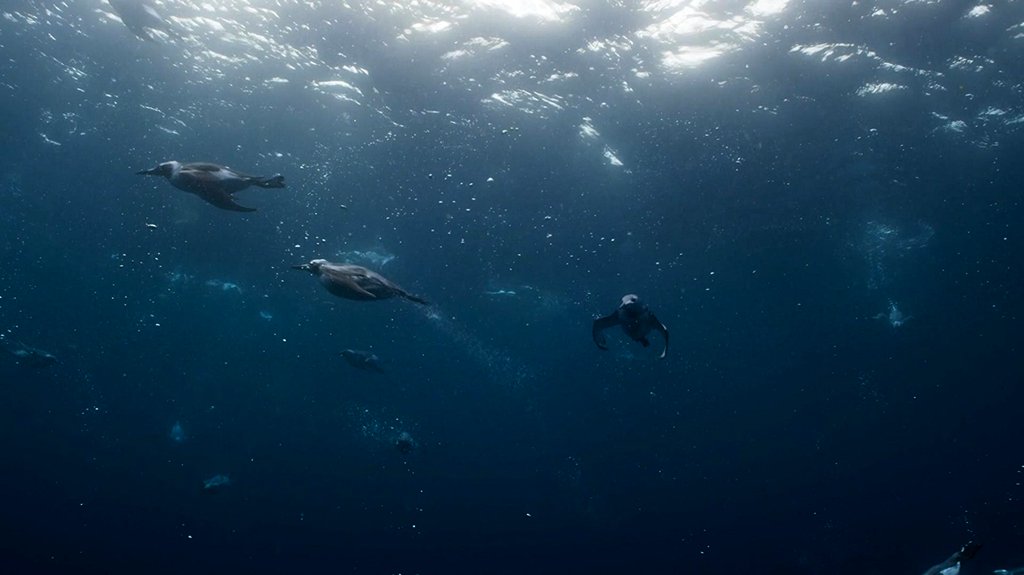 Photo from the movie Blue Planet II