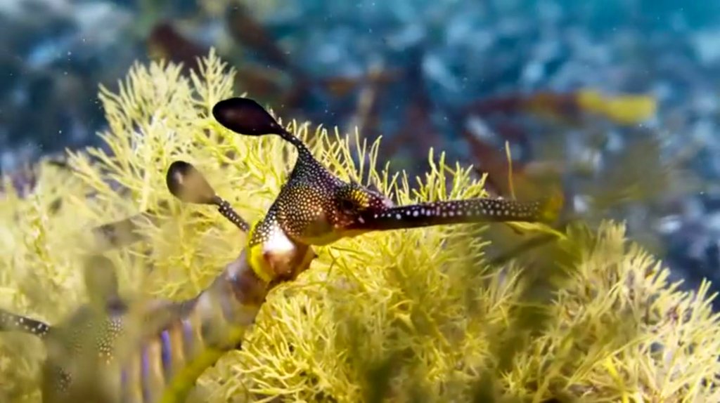 Photo from the movie Blue Planet II