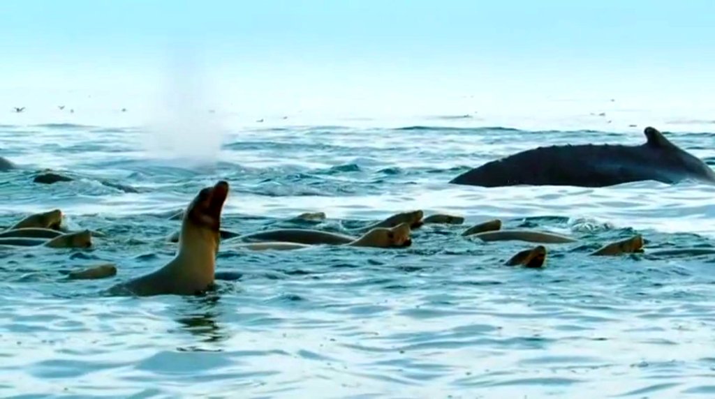 Photo from the movie Blue Planet II