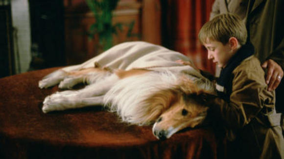 Photo from the movie Lassie