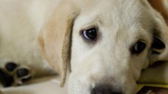 Photo from the movie Marley & Me