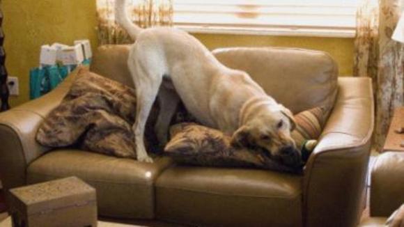 Photo from the movie Marley & Me