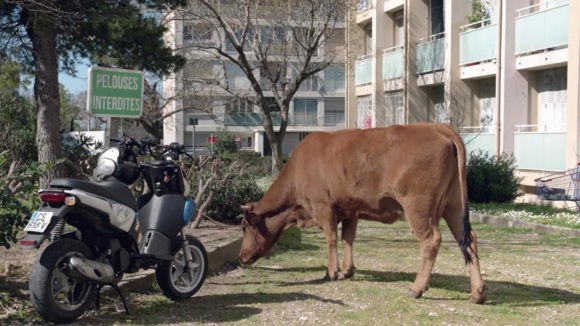 Photo from the movie One Man and His Cow
