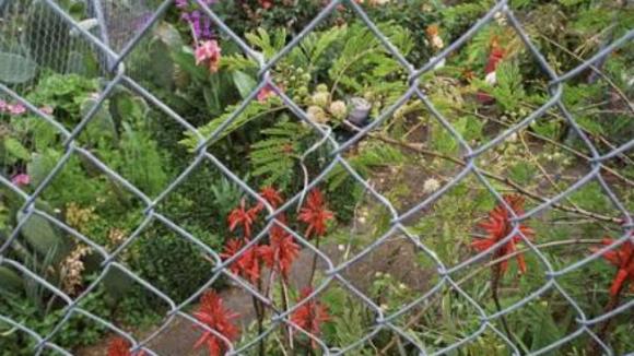 Photo from the movie The Garden