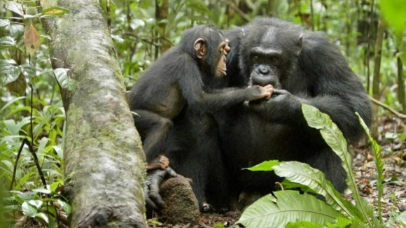 Photo from the movie Chimpanzee