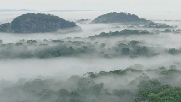 Photo from the movie Chimpanzee