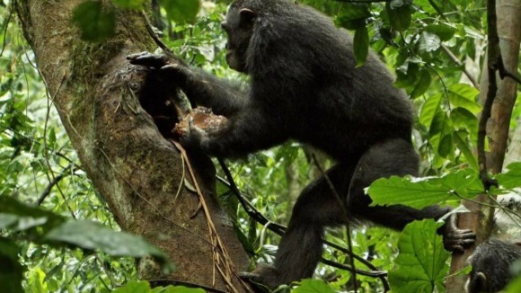 Photo from the movie Chimpanzee