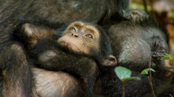 Photo from the movie Chimpanzee