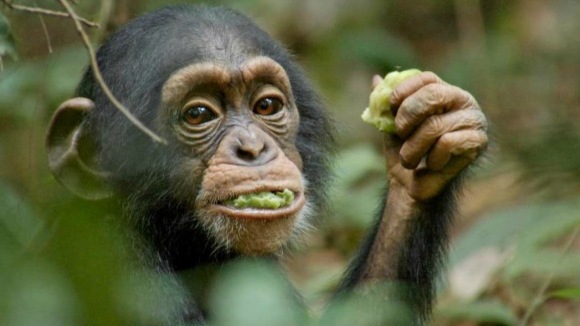 Photo from the movie Chimpanzee