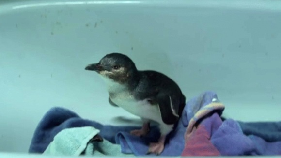 Photo from the movie Oddball