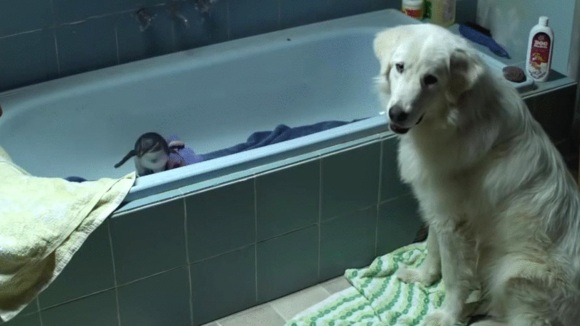 Photo from the movie Oddball