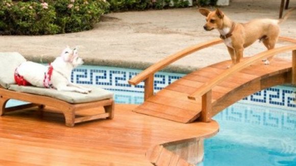 Photo from the movie Beverly Hills Chihuahua