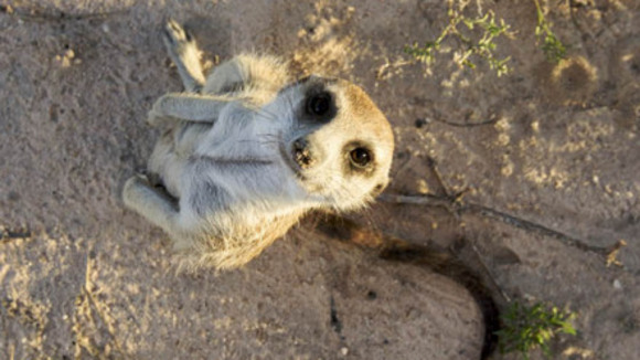 Photo from the movie Meerkat Manor