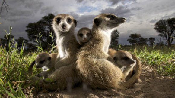 Photo from the movie Meerkat Manor
