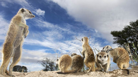 Photo from the movie Meerkat Manor