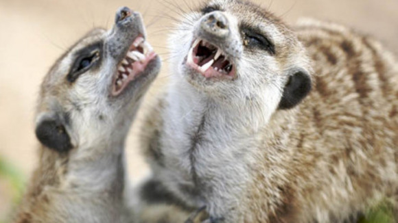 Photo from the movie Meerkat Manor