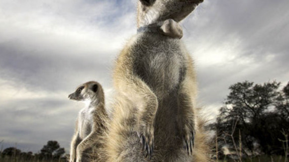 Photo from the movie Meerkat Manor