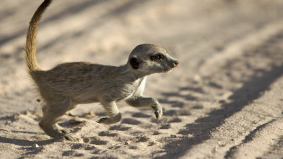 Photo from the movie Meerkat Manor
