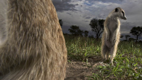 Photo from the movie Meerkat Manor