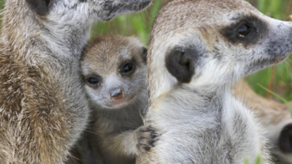 Photo from the movie Meerkat Manor