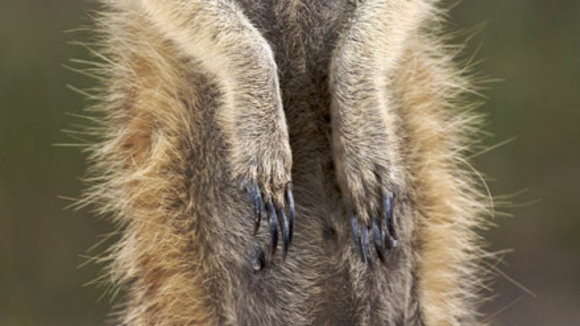 Photo from the movie Meerkat Manor