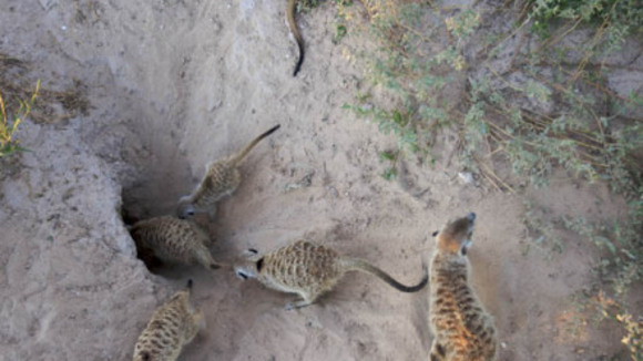 Photo from the movie Meerkat Manor