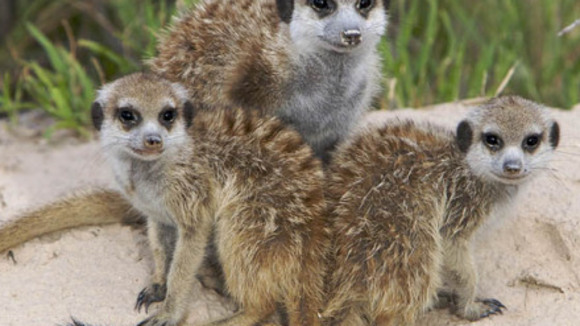 Photo from the movie Meerkat Manor