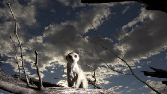 Photo from the movie Meerkat Manor