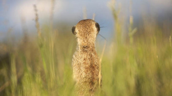 Photo from the movie Meerkat Manor