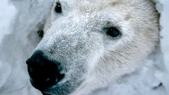 Photo from the movie Two Lovers and a Bear