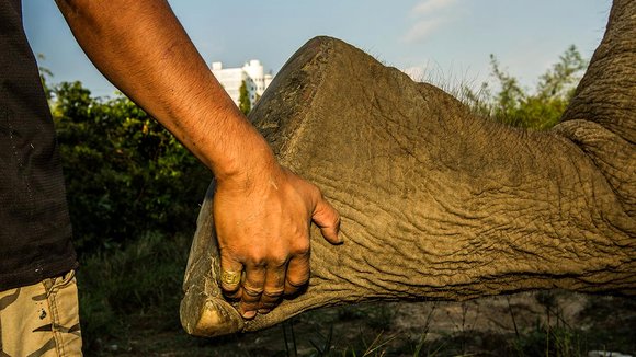 Photo from the movie When Elephants Were Young