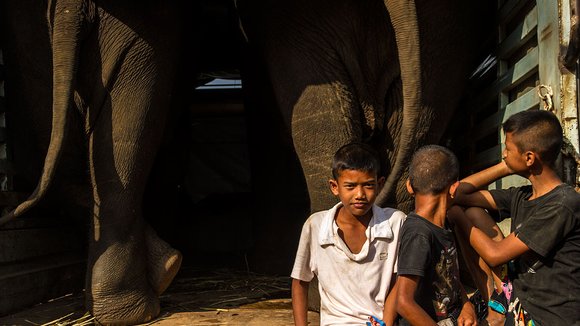 Photo from the movie When Elephants Were Young