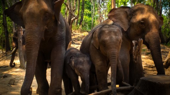 Photo from the movie When Elephants Were Young