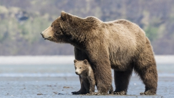 Photo du film Grizzlis [2014]