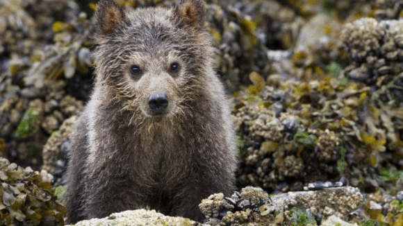 Photo du film Grizzlis [2014]