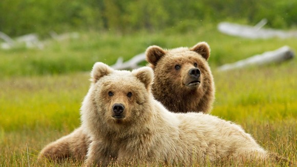 Photo du film Grizzlis [2014]