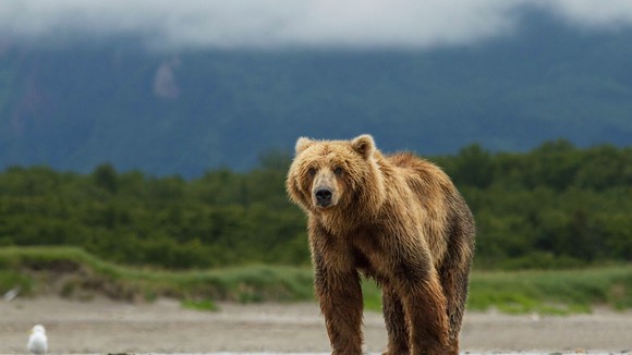 Photo du film Grizzlis [2014]