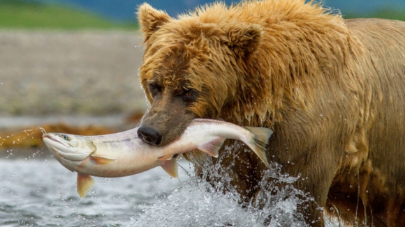 Photo du film Grizzlis [2014]