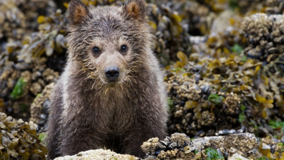 Photo du film Grizzlis [2014]