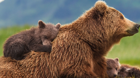 Photo du film Grizzlis [2014]