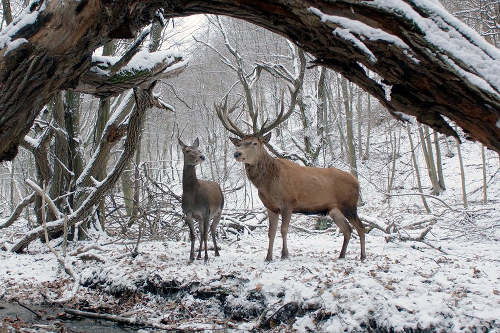 Photo from the movie On Body and Soul