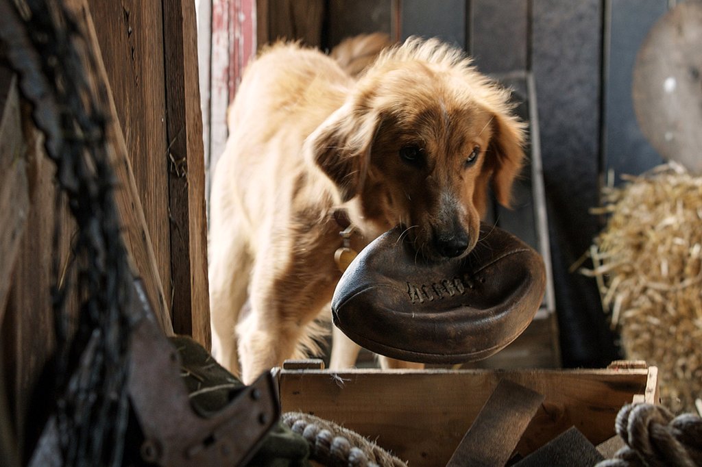 Photo from the movie A Dog's Purpose