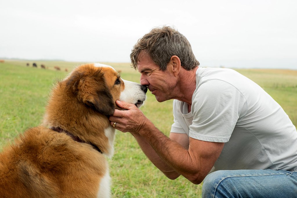 Photo from the movie A Dog's Purpose