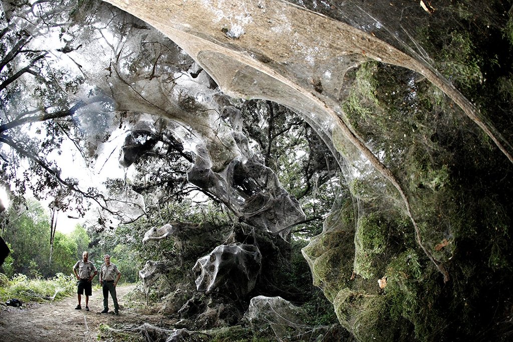 Photo from the movie Kingdom of the Spiders