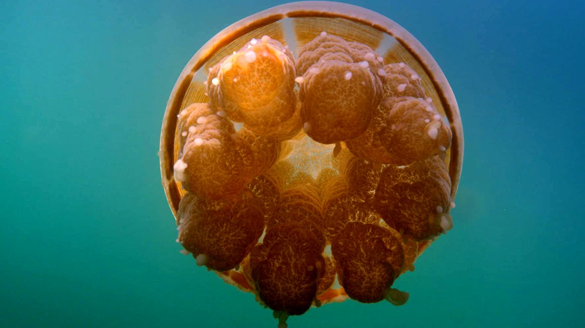 Photo from the movie One Strange Rock